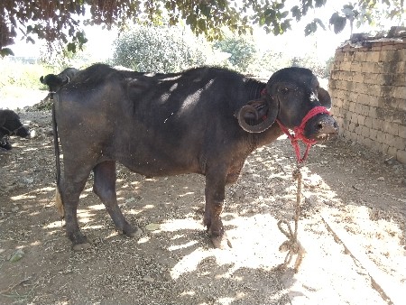 1 વેતર ખદેલી