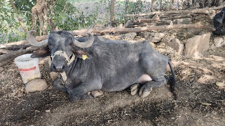 બીજા વેતર