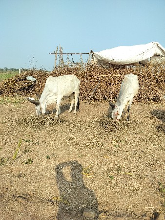 थंबनेल 3