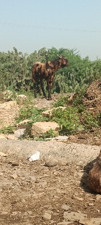 થંબનેલ 3