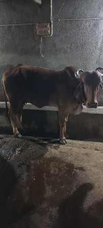 3 ગાય વેચવાની છે