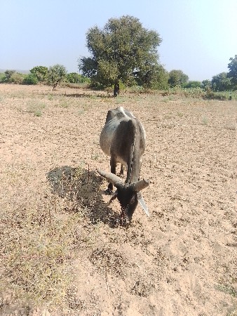 વઢિયારિ ગાય વેચવાની