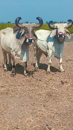 थंबनेल 3