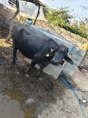 ભેંસ વેચવાની છે