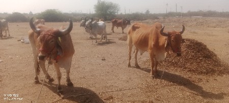 બળદ વેચવાના છૅ