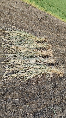 જુવાર વેચવાની છે.