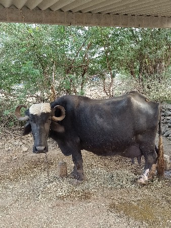 વેચવાની છે