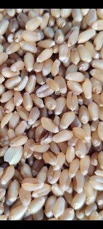 ઘંવ.ખાવામાટે.સુપર.કોલેટી