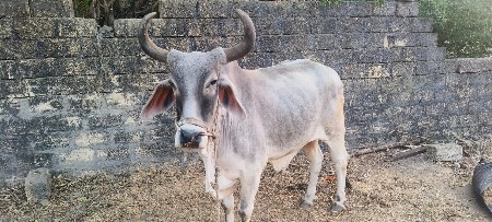 બળદ વેચવાનો છે.
