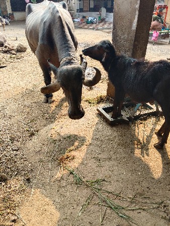 थंबनेल 3