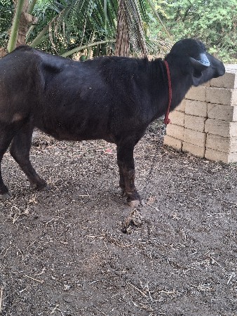 ખલેડી વેચવાની સેબવ સારી સે