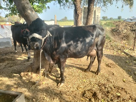 2 gir kros gayu vechvani se