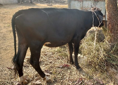 થંબનેલ 2