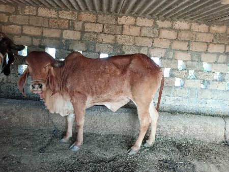 थंबनेल 2