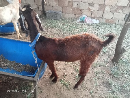 થંબનેલ 2