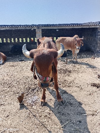 ગોઢલા વેચવાના છે