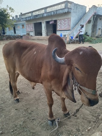 આ બળદના સાટા પાડવાના છે