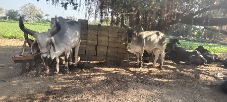 બલદ વેચવા ના છે