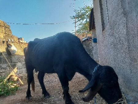 थंबनेल 2