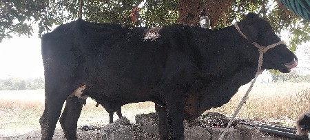 ગાય વેચવાની છે