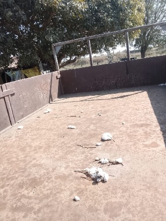 ટ્રોલી વેચવાની સે