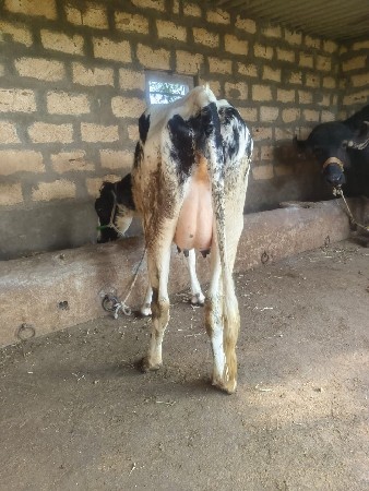 ગાય વેચવાની છે