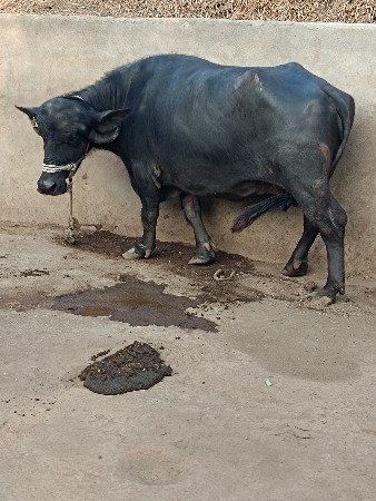 थंबनेल 3