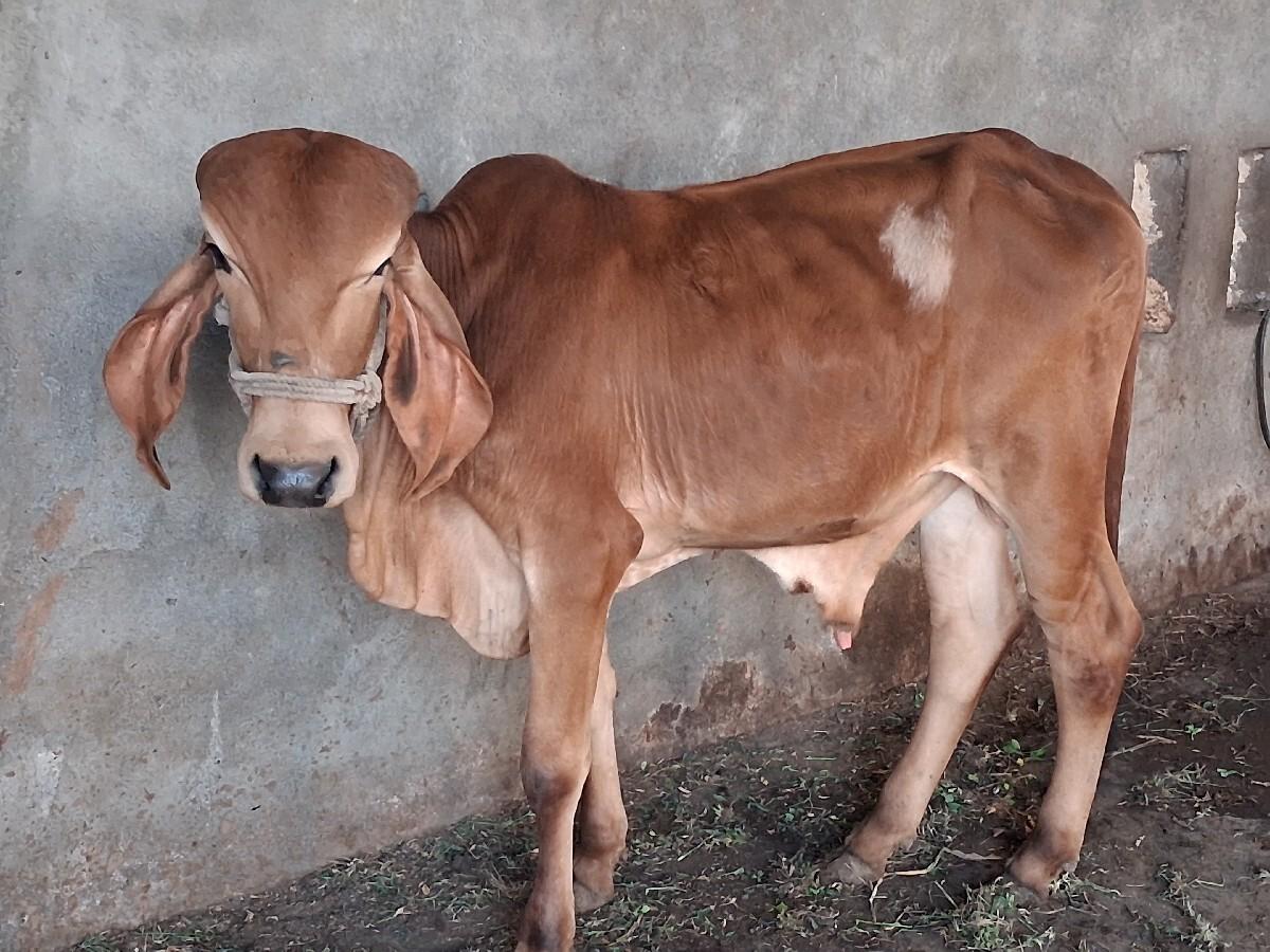 વાછડો વેચવાનો છે