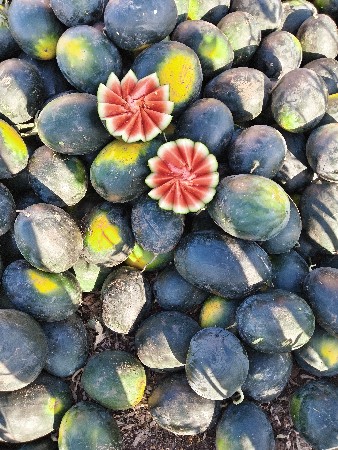 તરબુસ ની કસરી વેસવાની સે