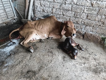 પેલુ વેતર દેશી હોડકી