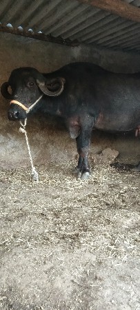 ભેંસ વેચવાની છે