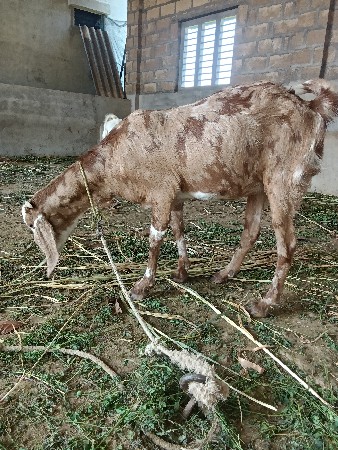 બકરી વેચવા ની છે