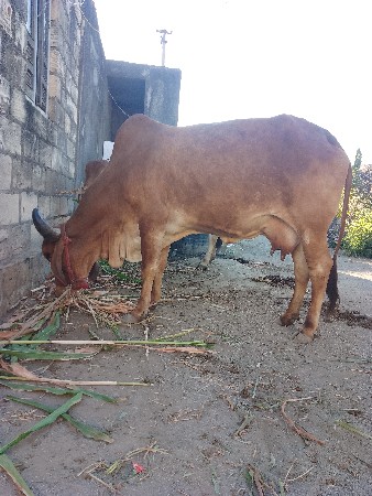 ગાય વેચવાની છે