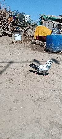 પોરબંદર જિલ્લો