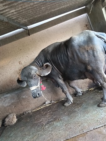 ભેંસ વેચવાની છે