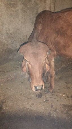 થંબનેલ 2