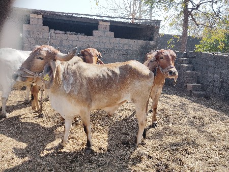 थंबनेल 3