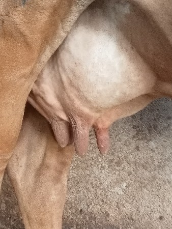 ગીર ગાય વેચવાની છે