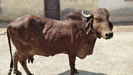ગાય વેચવા ની છે