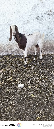 બે દાંતે તોતાપુરી બકરી