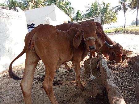 थंबनेल 2