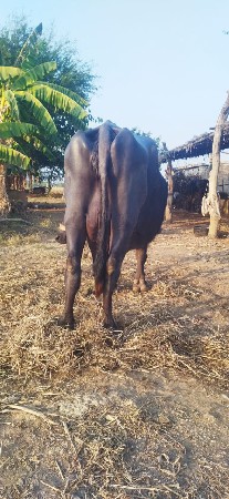 ભેંસ 9978038780