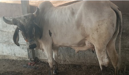 ગાય વેચવાની છે