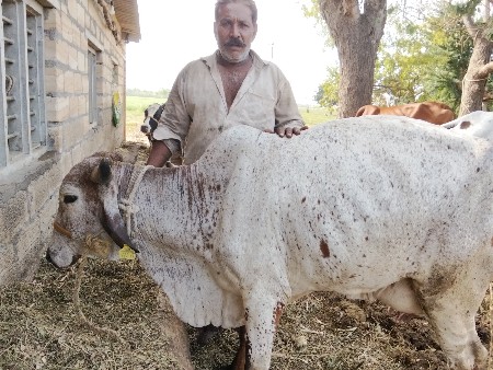 દેશી ગાય