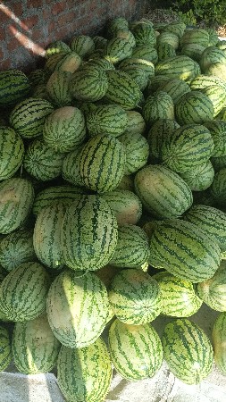 તરબુચ આપવાના છે