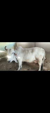 ગાય વેચવા ની છે