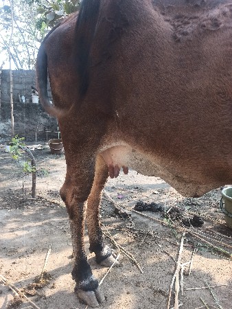 ઓડકી વેચવાની સે સાવ સોજી