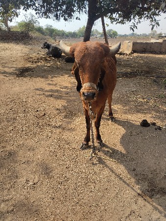 હોડકીવેશવાનીસ