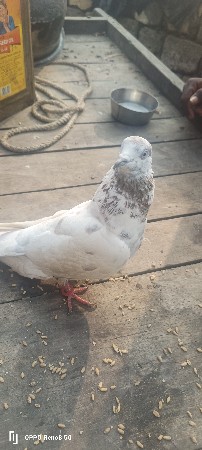 थंबनेल 3