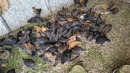 थंबनेल 3